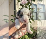 Small #3 Aussiedoodle Miniature 