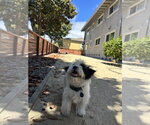 Small #9 Shih Tzu Mix