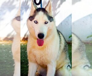 Siberian Husky Dogs for adoption in Apple Valley, CA, USA