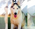 Small Siberian Husky