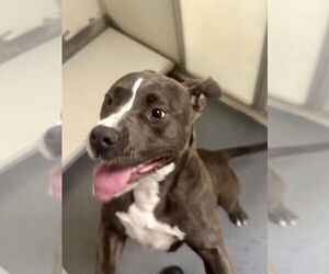 American Pit Bull Terrier Dogs for adoption in Glen Allen, VA, USA