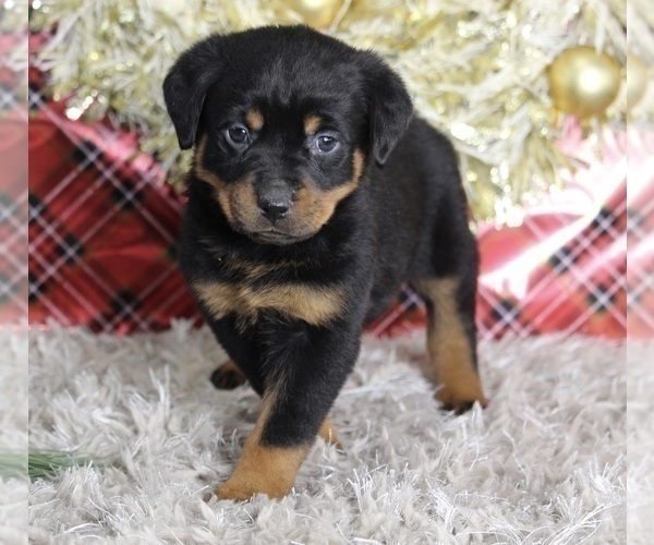 Full screen Photo #8 Rottweiler Puppy For Sale in FREDERICKSBURG, OH, USA