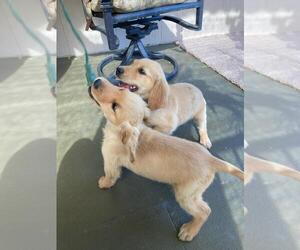 Golden Retriever Puppy for sale in SAN BERNARDINO, CA, USA