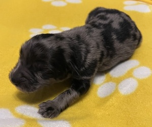 Newfypoo Puppy for sale in STRATFORD, IA, USA