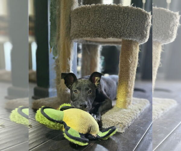 Medium Photo #3 Mutt Puppy For Sale in Greenville, SC, USA