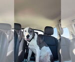 Small #2 Dalmatian-Great Dane Mix