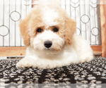 Small #1 Poochon