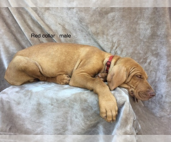 Medium Photo #5 Vizsla Puppy For Sale in WARREN, OR, USA