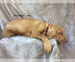 Small Photo #5 Vizsla Puppy For Sale in WARREN, OR, USA