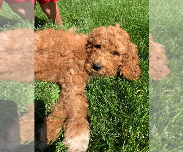 Medium Photo #2 Pyredoodle Puppy For Sale in PRESCOTT, WA, USA