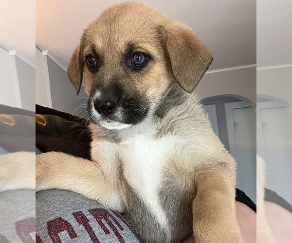 Medium Photo #3 Retriever -Unknown Mix Puppy For Sale in Aurora, IN, USA