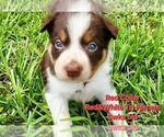 Puppy Red Collar Border Collie