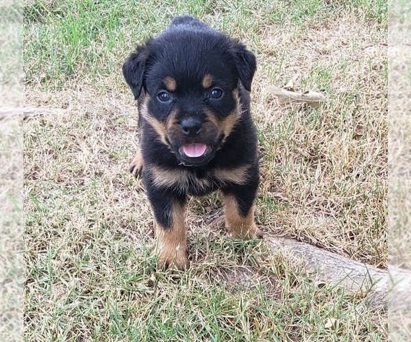 Medium Photo #1 Rottweiler Puppy For Sale in WYNNE, AR, USA