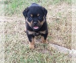 Small Photo #1 Rottweiler Puppy For Sale in WYNNE, AR, USA