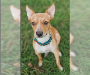 Mutt Dogs for adoption in Cranston, RI, USA