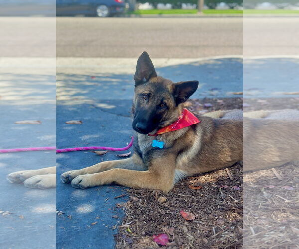Medium Photo #3 Mutt Puppy For Sale in Newport Beach, CA, USA
