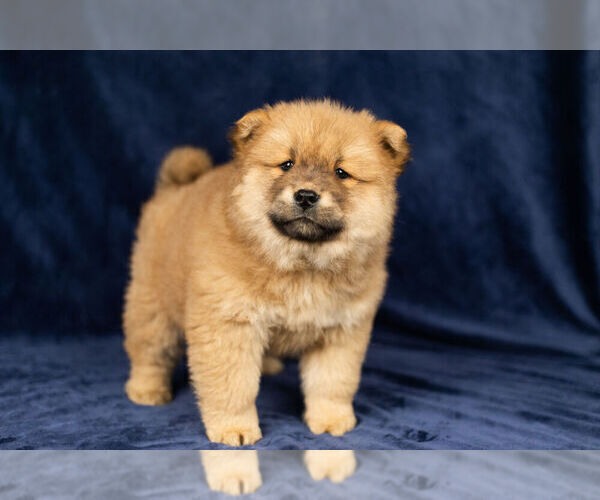 Medium Photo #13 Chow Chow Puppy For Sale in NAPPANEE, IN, USA