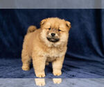 Small #12 Chow Chow