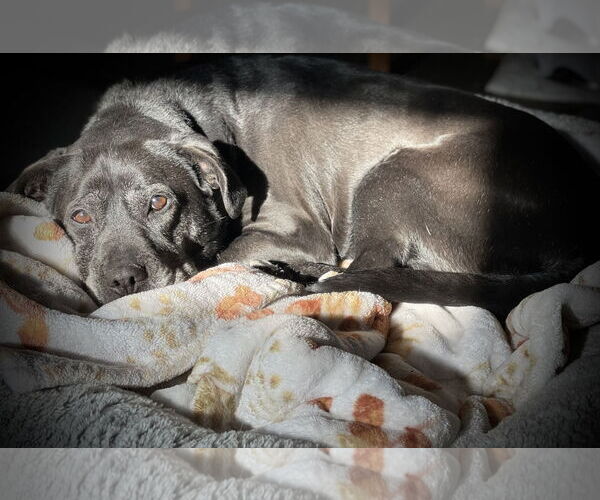 Medium Photo #17 Boxer-Unknown Mix Puppy For Sale in Mount Laurel, NJ, USA