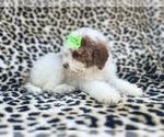 Small #6 Poodle (Miniature)