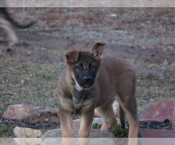 Medium Photo #5 German Shepherd Dog Puppy For Sale in NATHALIE, VA, USA
