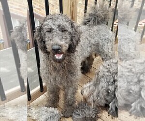 Medium Labradoodle