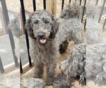 Puppy Zury Labradoodle