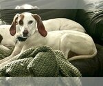 Small Photo #4 American Foxhound-Unknown Mix Puppy For Sale in Minneapolis, MN, USA