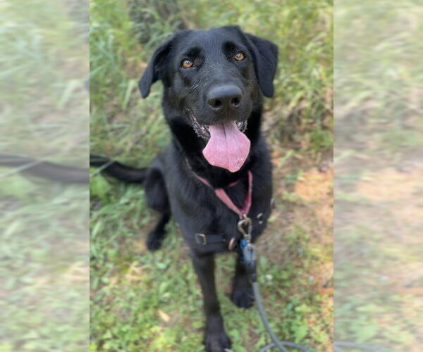 Medium Photo #4 Shepradors Puppy For Sale in Bemidji, MN, USA