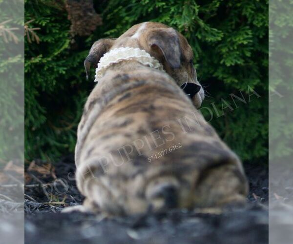 Medium Photo #6 Bulldog Puppy For Sale in WARSAW, IN, USA