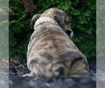 Small #5 Bulldog