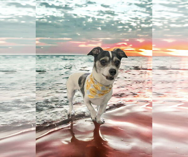 Medium Photo #3 Jack Russell Terrier Puppy For Sale in Gulfport, MI, USA