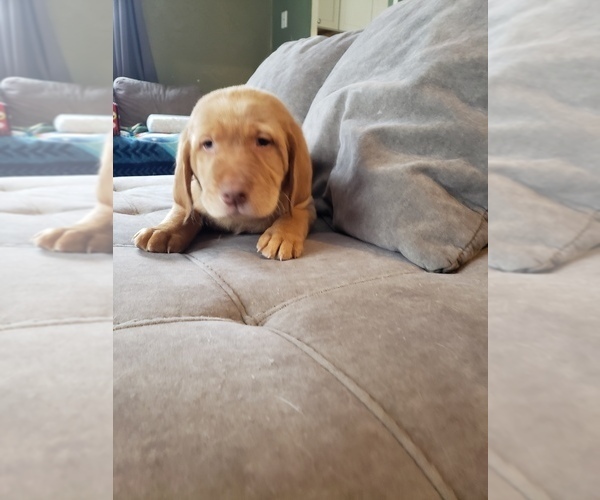 Medium Photo #1 Labrador Retriever Puppy For Sale in NEENAH, WI, USA