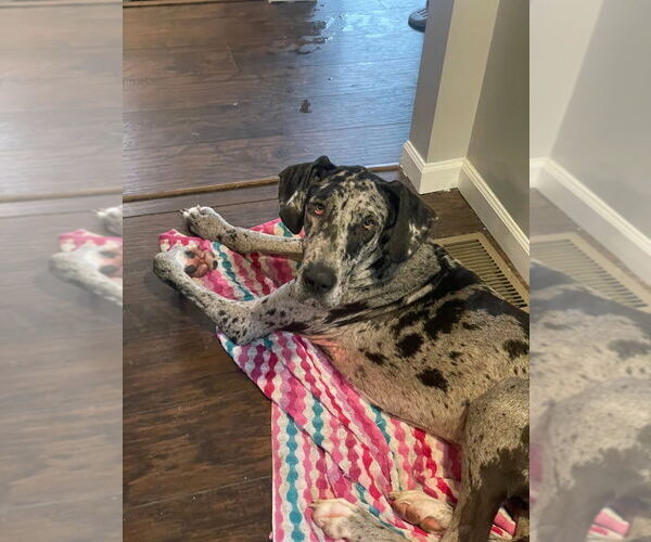 Medium Photo #8 Great Dane Puppy For Sale in Bullard, TX, USA