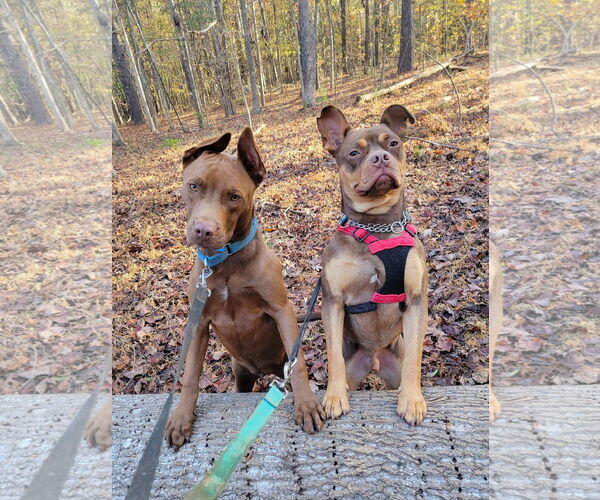 Medium Photo #8 American Staffordshire Terrier-Bulldog Mix Puppy For Sale in Arlington, VA, USA