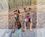 Small #7 American Staffordshire Terrier-Bulldog Mix