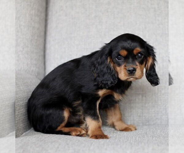 Medium Photo #2 Cavalier King Charles Spaniel Puppy For Sale in NARVON, PA, USA