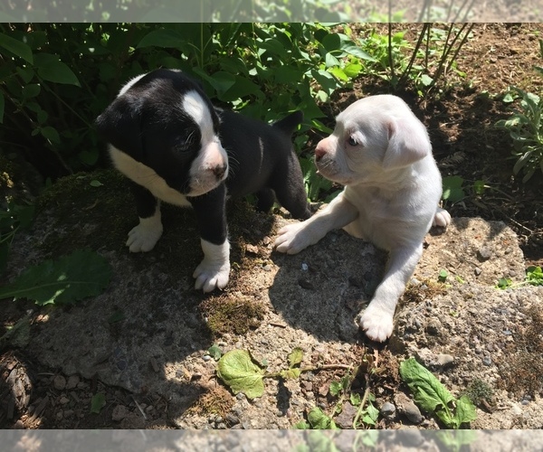 Medium Photo #1 Boxer Puppy For Sale in VANCOUVER, WA, USA