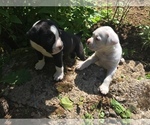 Small Photo #1 Boxer Puppy For Sale in VANCOUVER, WA, USA