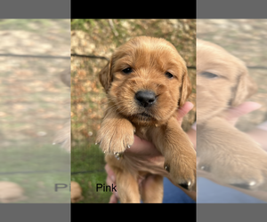 Golden Retriever Puppy for sale in MOREHEAD, KY, USA