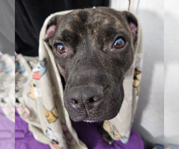 Medium Photo #17 American Staffordshire Terrier-Boxer Mix Puppy For Sale in Germantown, OH, USA