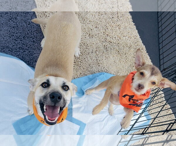 Medium Photo #2 Dachshund Puppy For Sale in San Bernardino , CA, USA