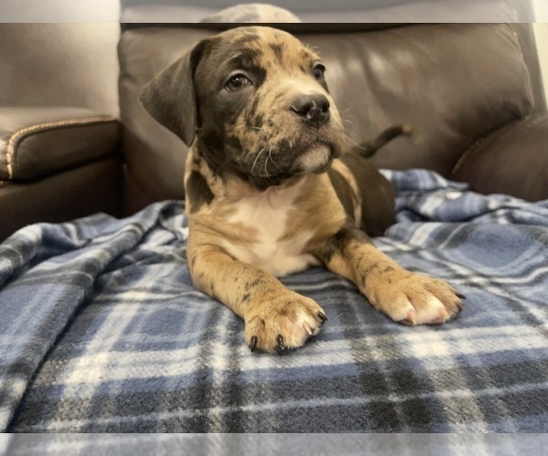 Medium Photo #120 American Bully Puppy For Sale in REESEVILLE, WI, USA