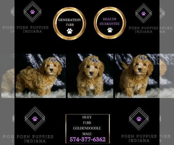 Medium Photo #7 Goldendoodle (Miniature) Puppy For Sale in WARSAW, IN, USA