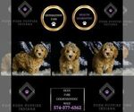 Small #6 Goldendoodle (Miniature)