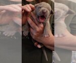 Small Photo #126 Great Dane Puppy For Sale in SPRAGGS, PA, USA
