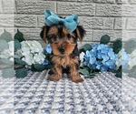 Small #7 Yorkshire Terrier