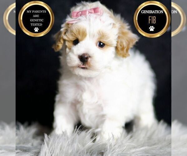 Medium Photo #54 Maltipoo Puppy For Sale in WARSAW, IN, USA