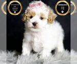 Small Photo #54 Maltipoo Puppy For Sale in WARSAW, IN, USA
