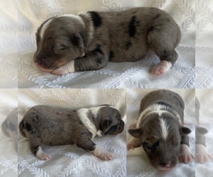 Miniature Australian Shepherd Puppy for sale in LAKE BUTLER, FL, USA